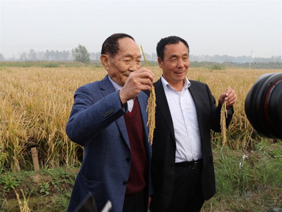 河北硅谷肥業(yè)有機硅水溶緩釋肥助力“超級稻”再創(chuàng)世界紀(jì)錄！